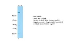 BEX4 Rabbit anti-Human, Polyclonal, Novus Biologicals 0.1 mL | Buy Online | Novus Biologicals | Fisher Scientific